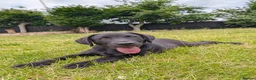 Labrador Retriever dogs for sale: KC'd Working/Trialing Pedigree Male Lab pup - Advert 3
