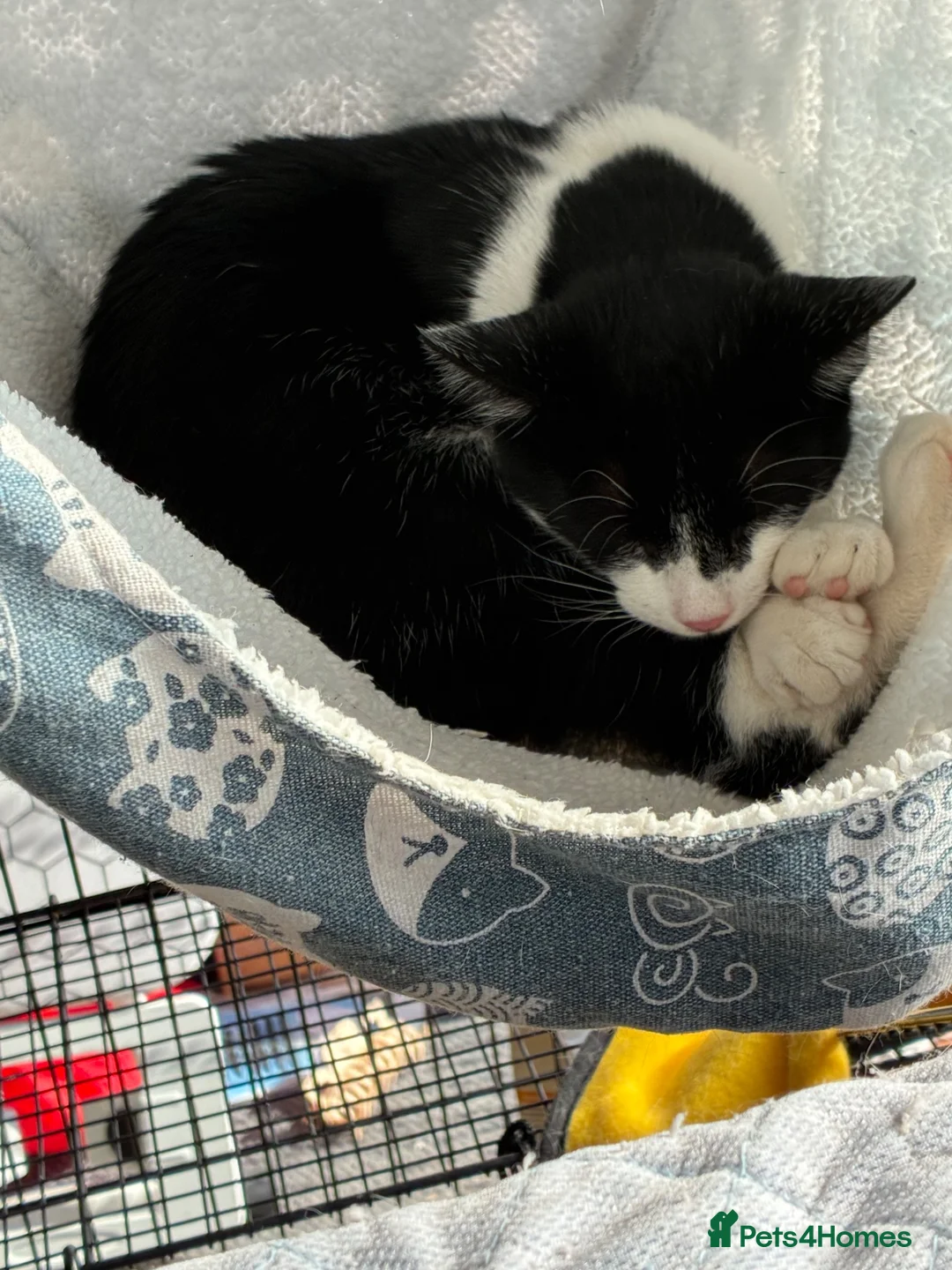 Mixed Breed cats for sale: Male kitten around 5-6monthes - Advert 1
