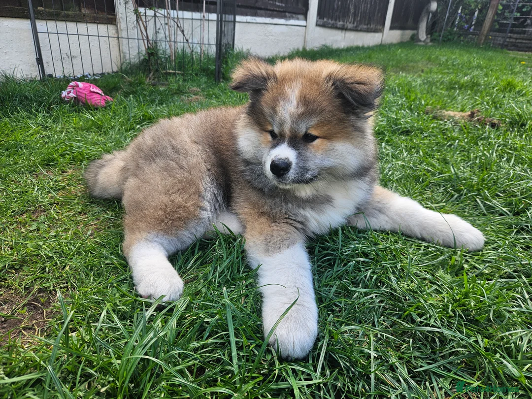 Japanese Akita Inu dogs for sale: RKC Registered Two Beautiful Long-Coat Puppies - Advert 2