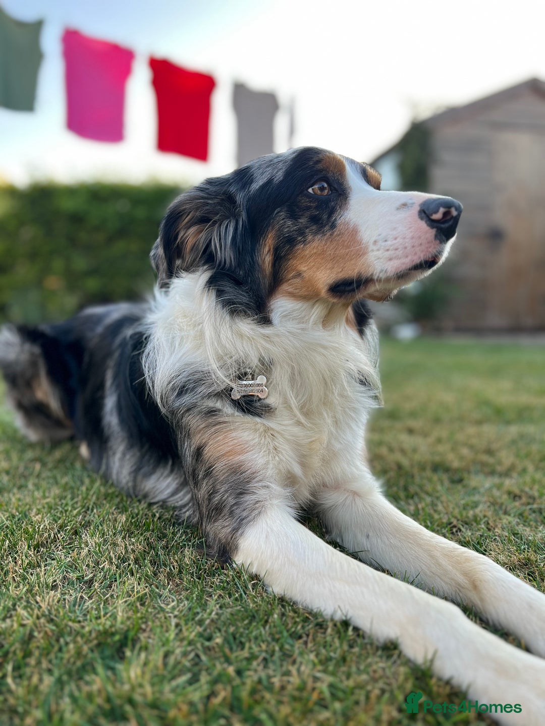 Border Collie dogs for stud: Stud Dog Available – Poe - Image 11