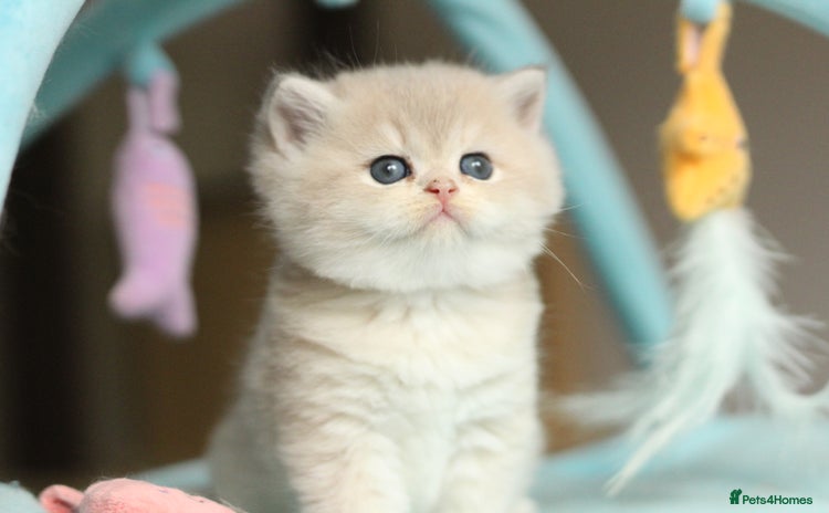 British Shorthair cats - Advert 2
