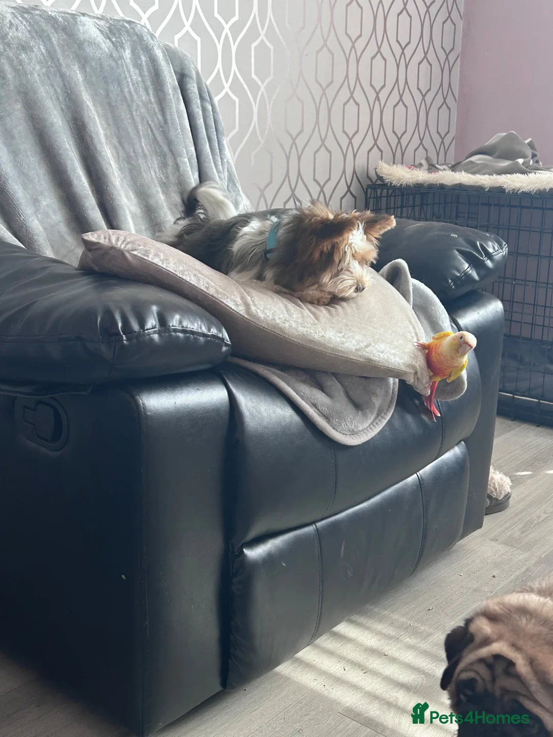 Biewer Terrier dogs for sale: Simba needs a loving home  - Advert 2