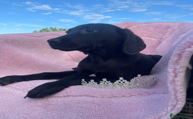 Labrador Retriever dogs - Advert 1