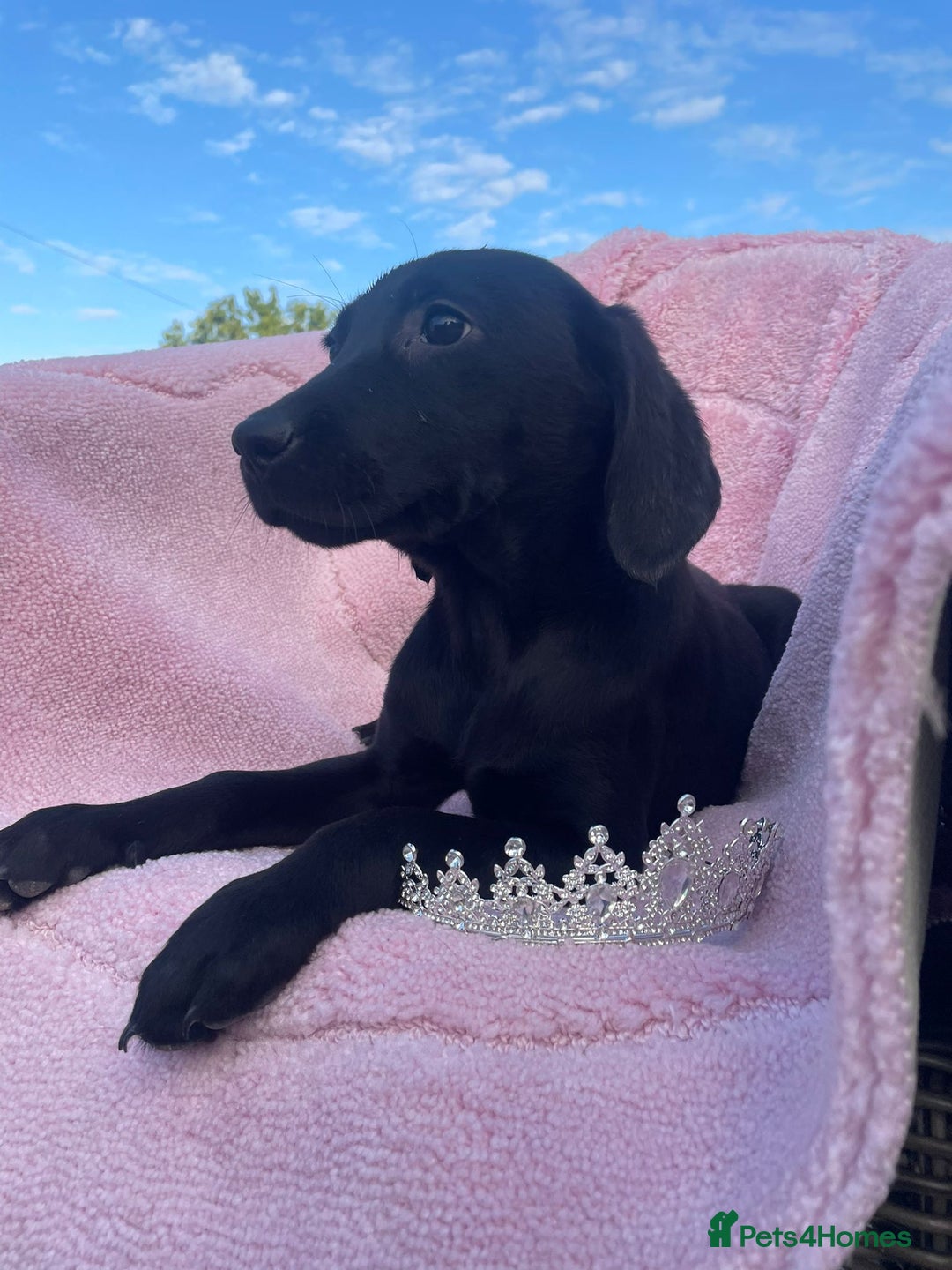 Labrador Retriever dogs for sale: Two Adorable Labrador Puppies - Image 1