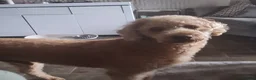 Labradoodle dogs for stud: Tatum in Glasgow - Advert 6