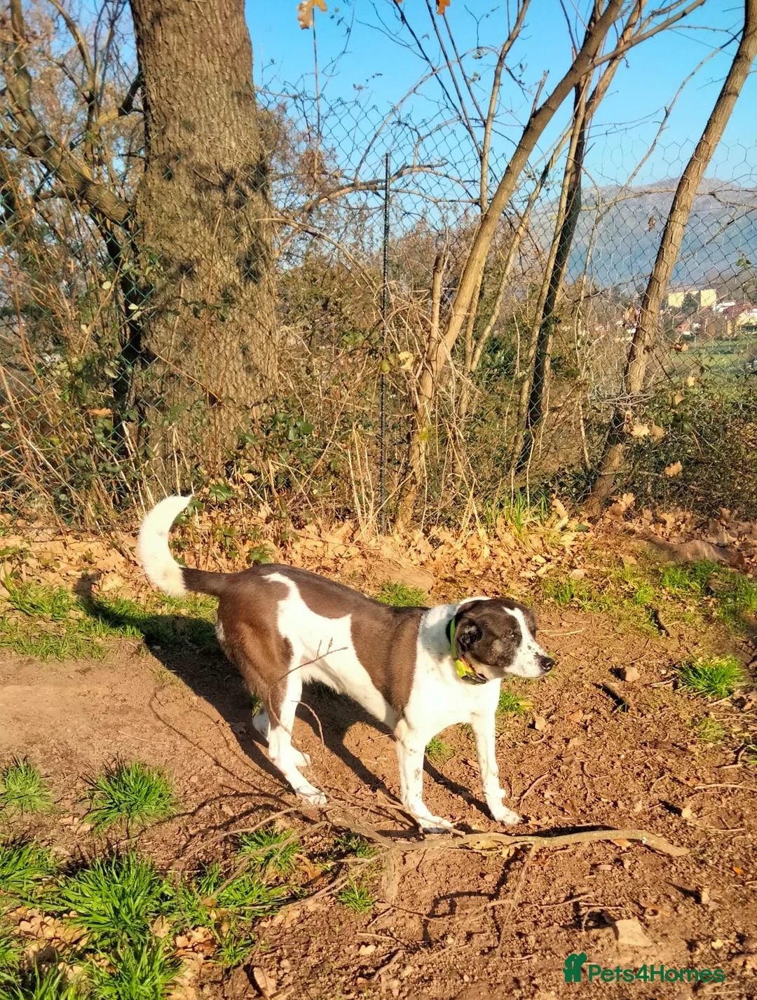 Mixed Breed dogs for adoption: Lula, A Gentle Soul Looking for Her Person - Advert 4