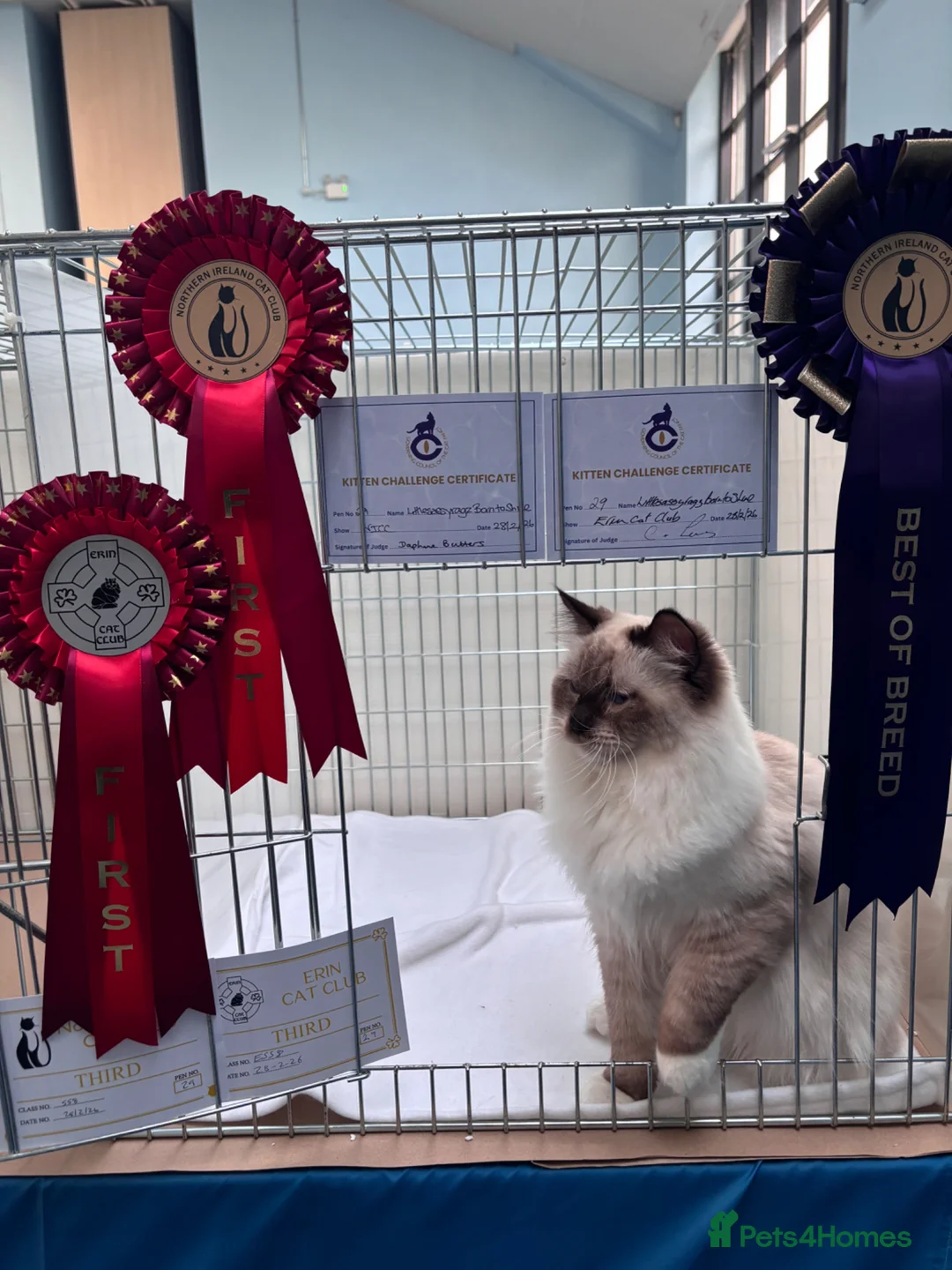 Ragdoll cats for sale: GCCF Active stud for sale - Advert 6