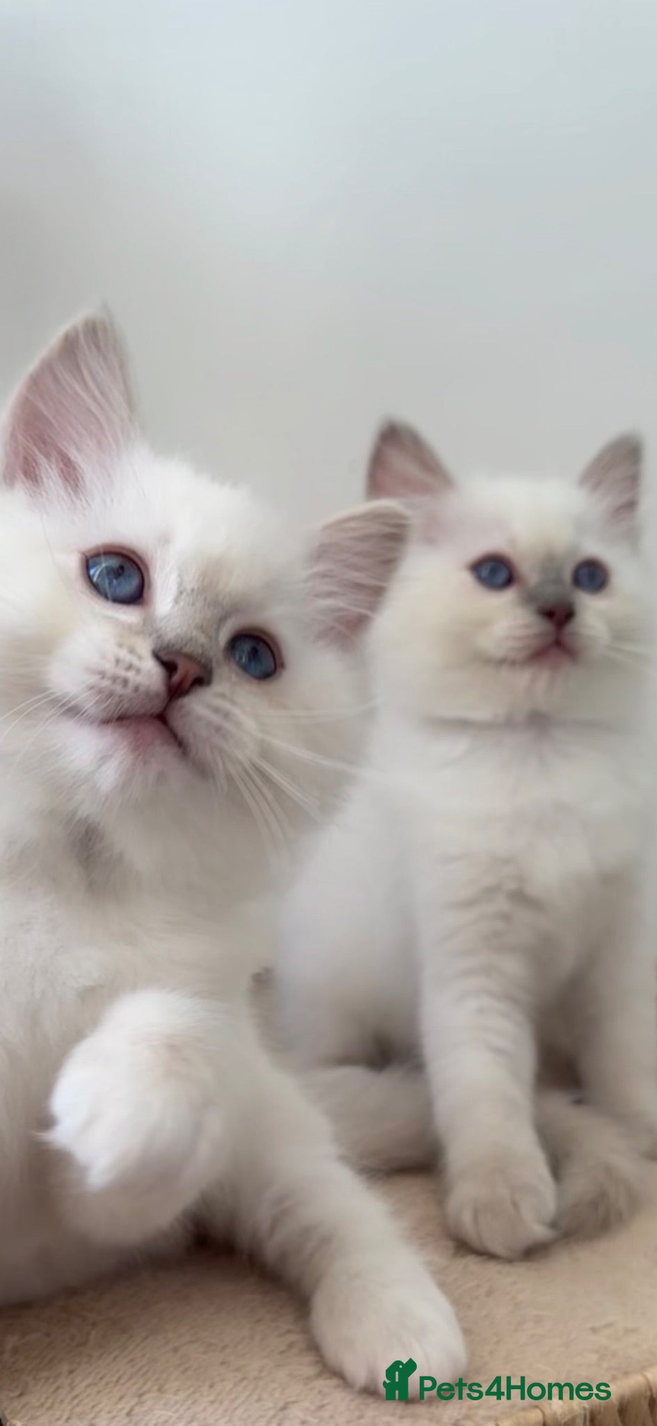 Ragdoll cats GCCF / European bloodline ragdoll kittens  - Advert 1