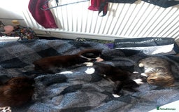 Mixed Breed cats for sale: 4 Russian Blue X Norwegian Forest mix kittens - Image 1