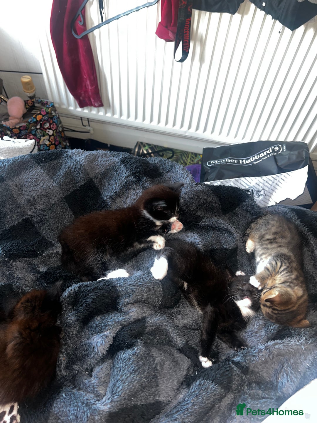 Mixed Breed cats for sale: 4 Russian Blue X Norwegian Forest mix kittens - Image 1