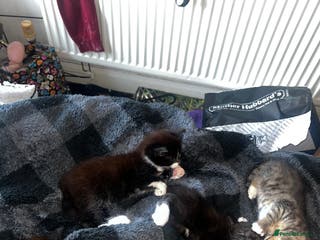 Mixed Breed cats 4 Russian Blue X Norwegian Forest mix kittens - Advert 18