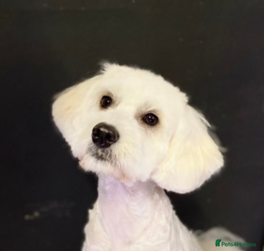 Maltipoo dogs for sale: NEW FAMILY FOR SUPER MALTIPOO BOY - Image 1