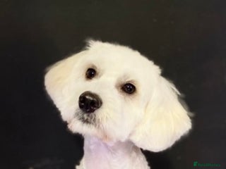 Maltipoo dogs - Advert 19