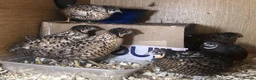Quail poultry for sale: QUAILS/CHINESE PAINTED BUTTONS ! - Advert 19