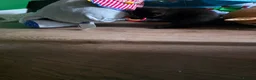 Mixed Breed cats for sale: Maine coon x Scottish fold  - Advert 9