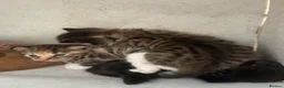 Domestic Shorthair cats for sale: Kittens looking for forever families 🫶🏼 - Advert 15