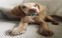Cocker Spaniel dogs for stud: Beautiful blue roan cocker spaniel for STUD! - Image 19