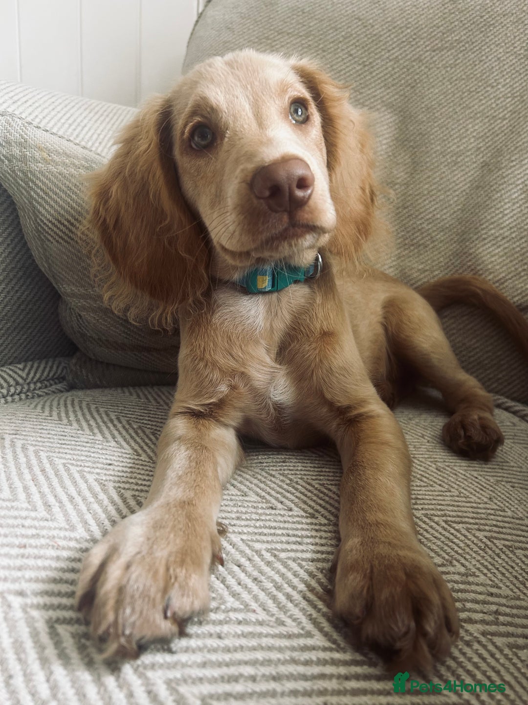 Cocker Spaniel dogs for stud: Beautiful blue roan cocker spaniel for STUD! - Image 19