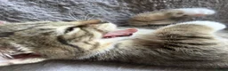 Mixed Breed cats for sale: 4 Gorgeous tabby kittens, 2 with white features - Advert 17