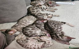 Bengal cats for sale: 2 stunning unique snow bengal kittens left  - Image 1