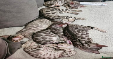 Bengal cats - Advert 1