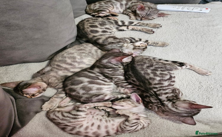 Bengal cats - Advert 2