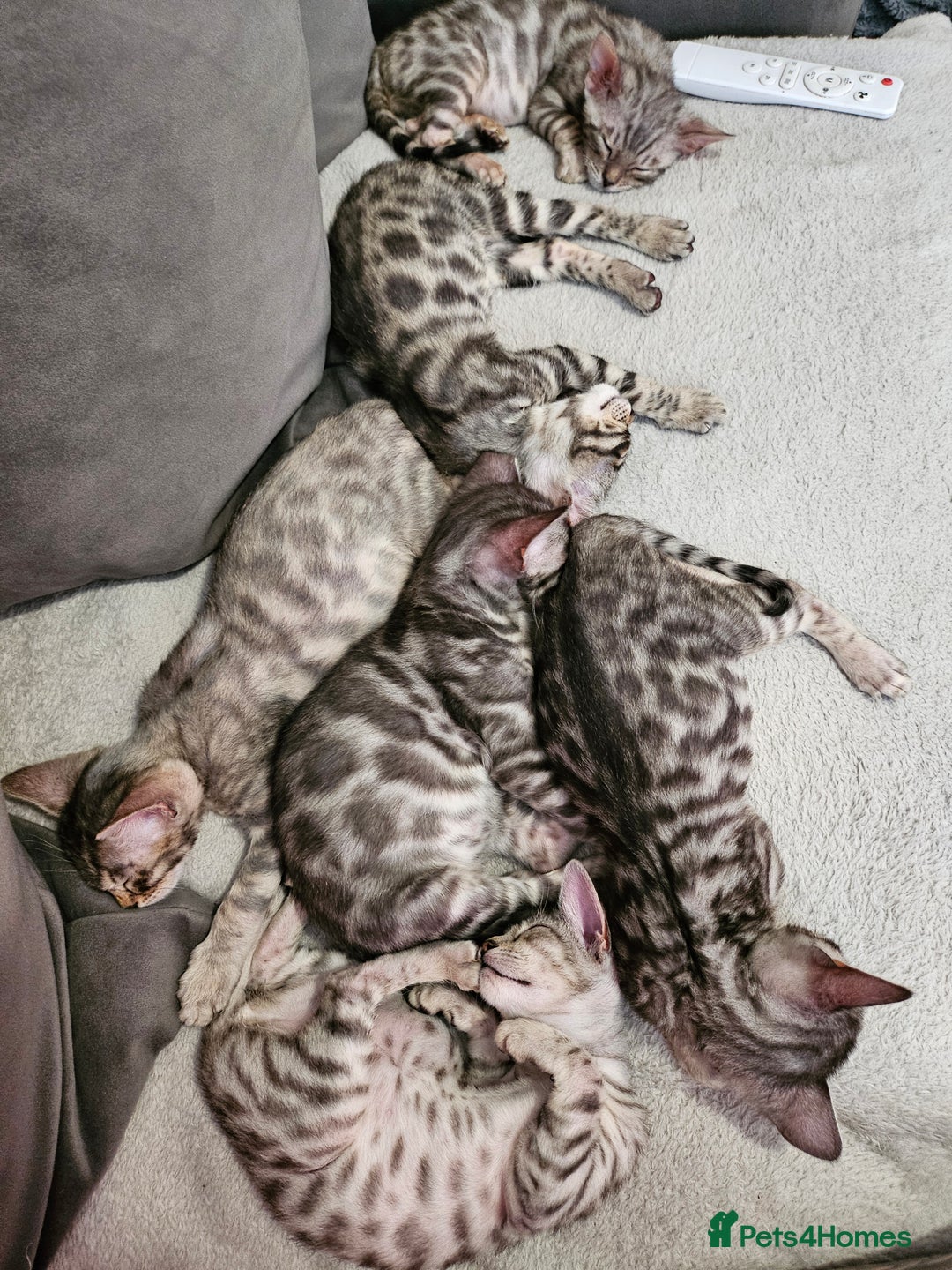 Bengal cats for sale: 2 stunning unique snow bengal kittens left  - Image 1