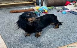 Miniature Dachshund dogs for sale: Longhaired shaded red puppies - Image 7
