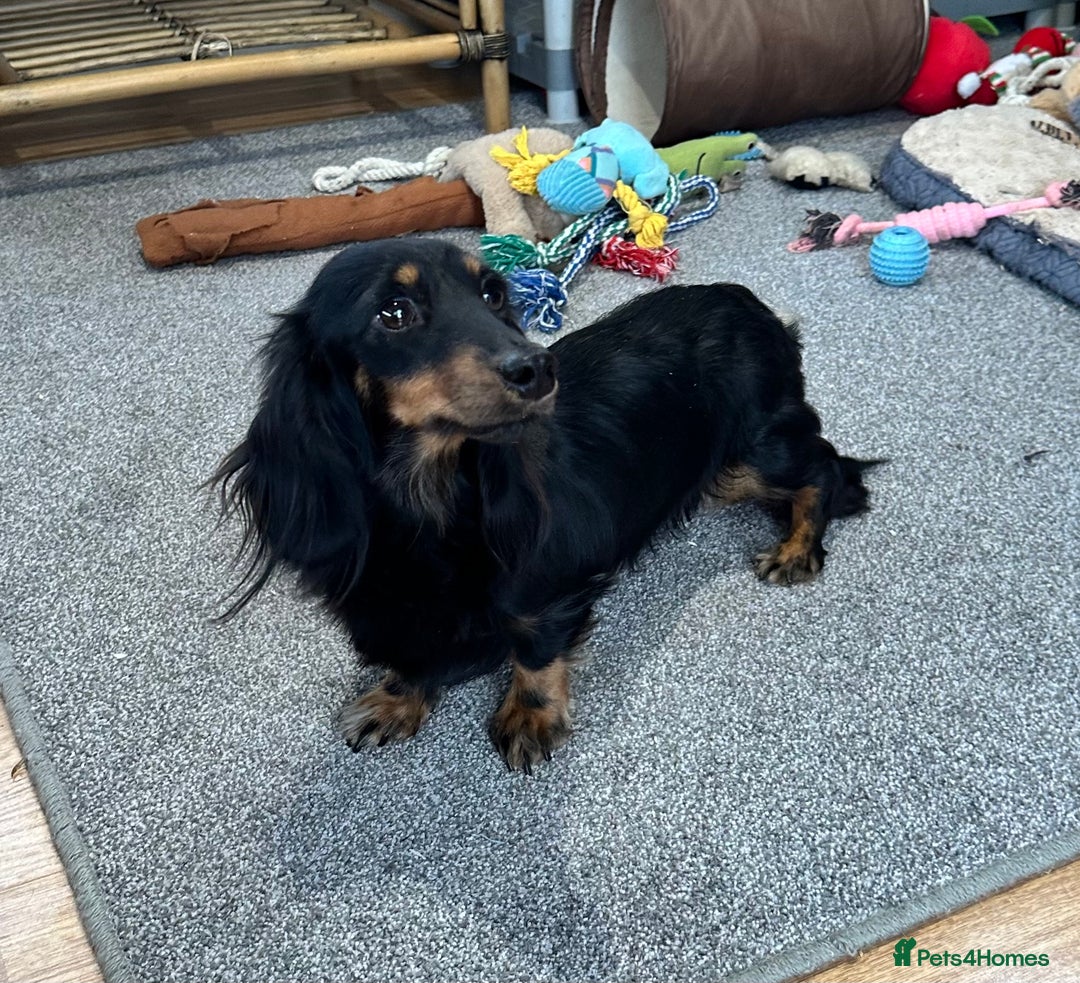 Miniature Dachshund dogs for sale: Longhaired shaded red puppies - Image 7
