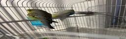 Budgerigars birds for sale: Baby budgies - Advert 5