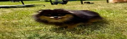 Pomeranian dogs for adoption: Olie – Female Miniature Pomeranian in Caterham - Advert 6