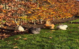 Chickens poultry for sale: Pekin Bantams and coop for sale - Advert 4