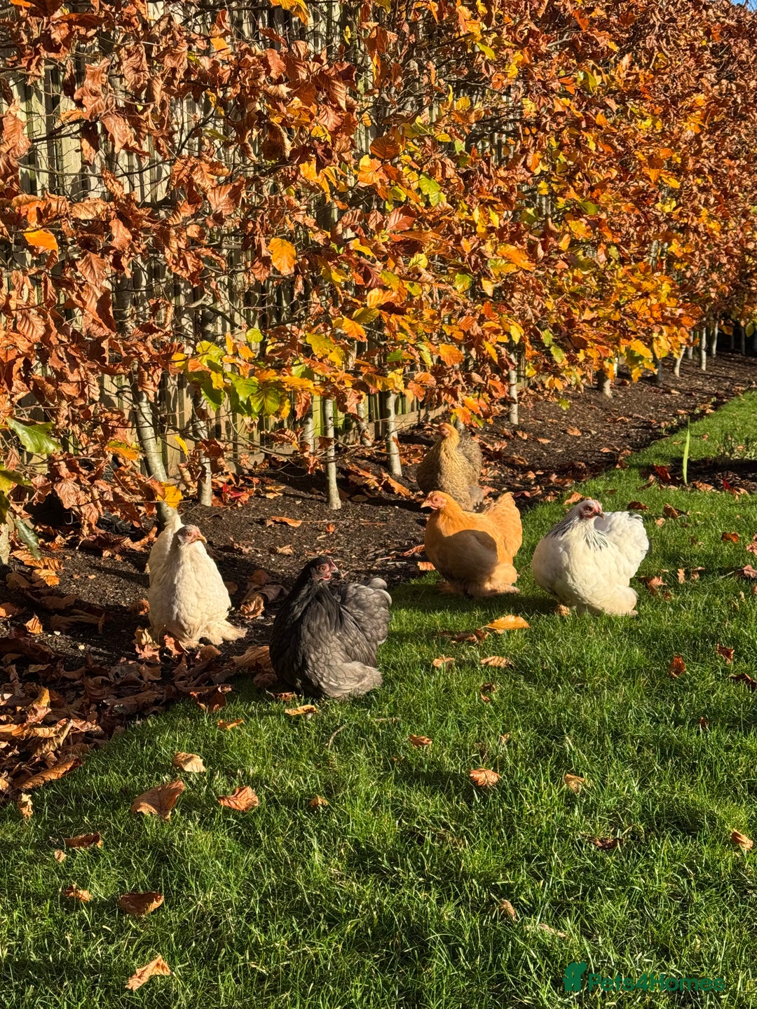 Chickens poultry for sale: Pekin Bantams and coop for sale - Advert 4