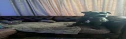 Staffordshire Bull Terrier dogs for sale: Adorable KC registered blue staffy puppies  - Advert 27