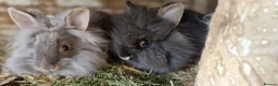 Lionhead rabbits for sale: Cute fluffy friendly lionhead babies-2boys left - Advert 10