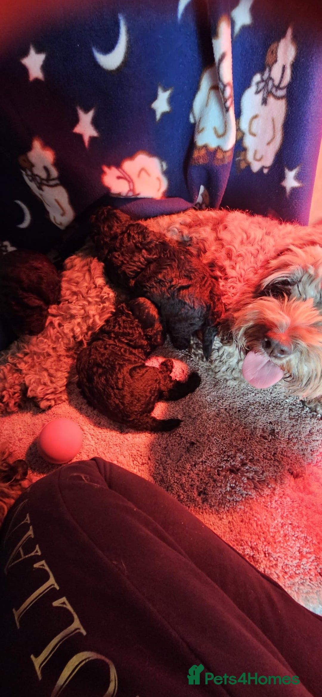Cockapoo dogs for sale: Mr David  - Image 11