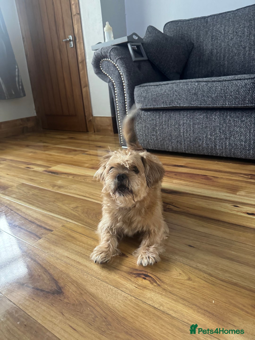 Shorkie dogs for sale: Teddy - Image 3