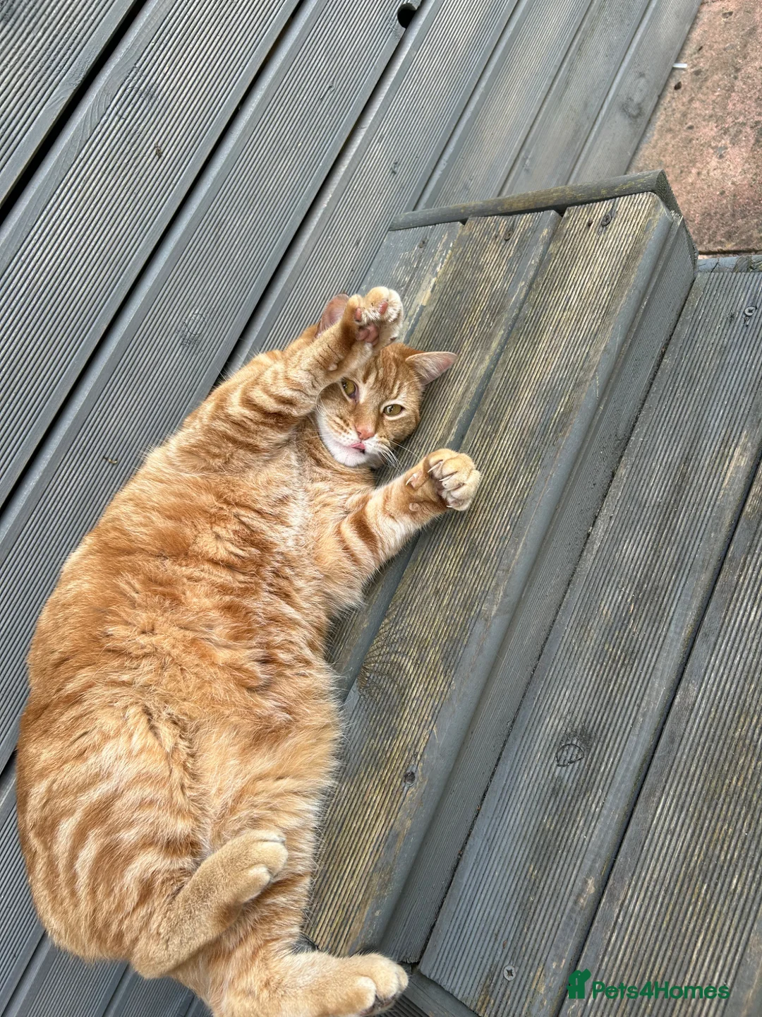 Mixed Breed cats for sale: 2 year old female ginger cat  - Advert 2