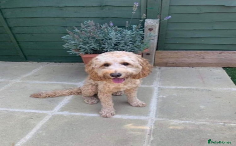 Cockapoo dogs in Southampton - Advert 1