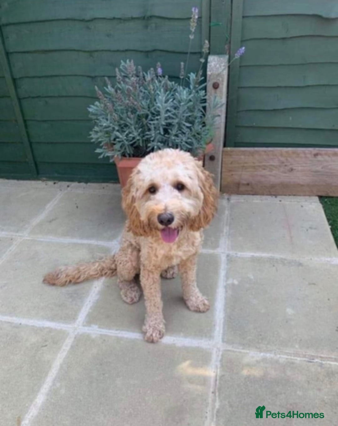 Cockapoo dogs for stud: Experienced Health Testa Cockapoo F1B Stud in Southampton - Image 1