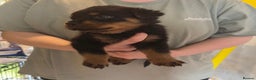 Rottweiler dogs for sale: CHUNKY PUREBREAD ROTTWEILERS  - Advert 24