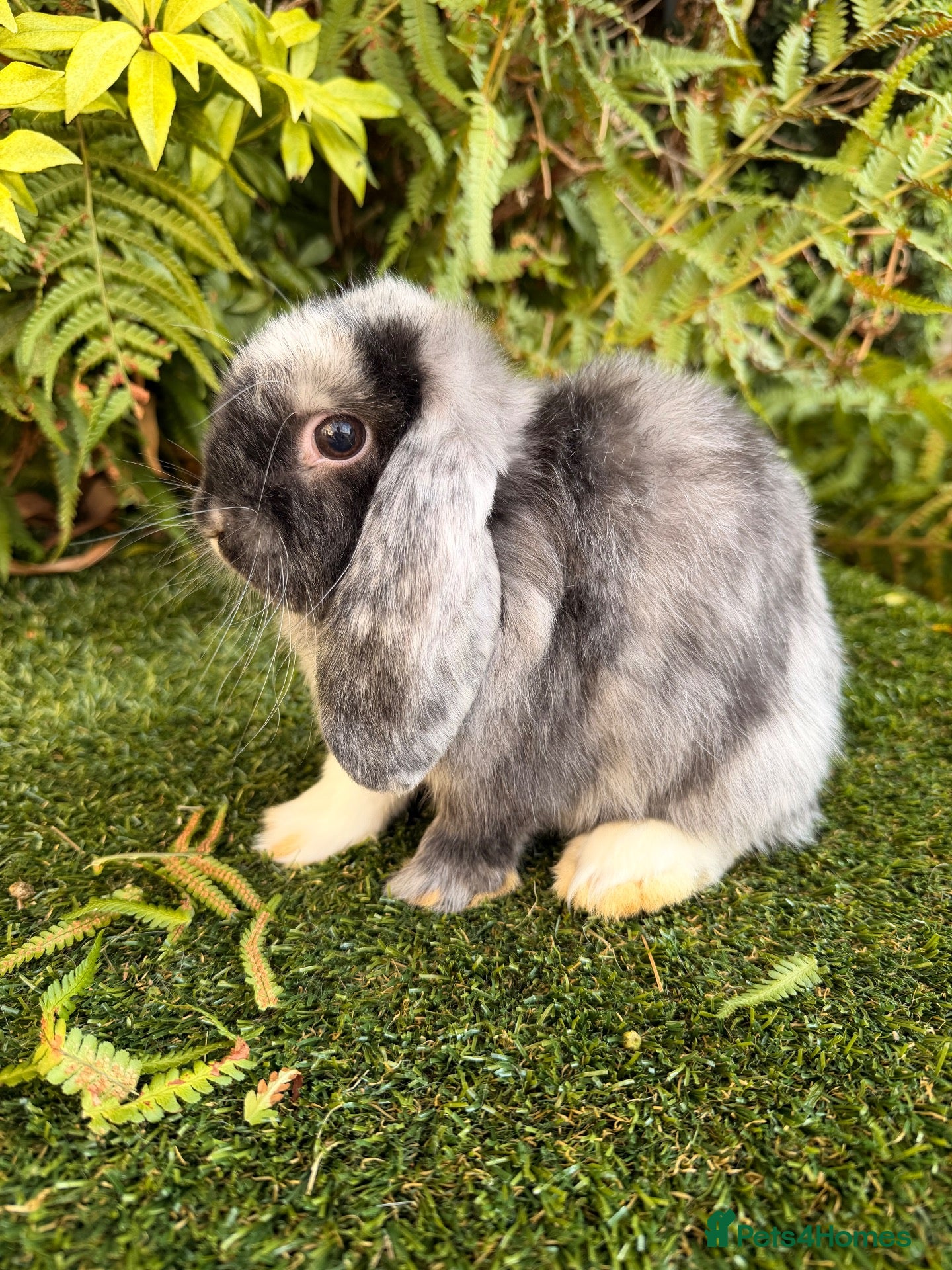 Mini Lop rabbits Mini lops available  - Advert 1