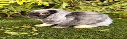 Mini Lop rabbits for sale: Mini lops available  - Advert 1
