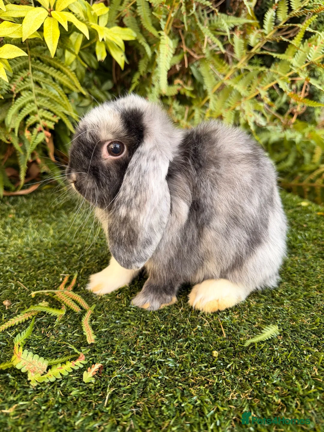 Mini Lop rabbits for sale: Mini lops available  - Advert 1