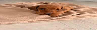 Dachshund 2