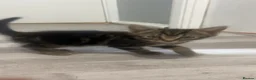 Mixed Breed cats for sale: Tabby fluffy Boy Kitten  in London - Advert 4