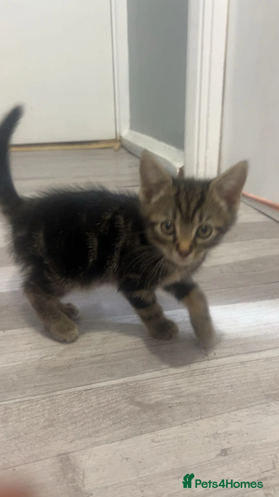 Mixed Breed cats for sale: Tabby fluffy Boy Kitten  in London - Advert 4