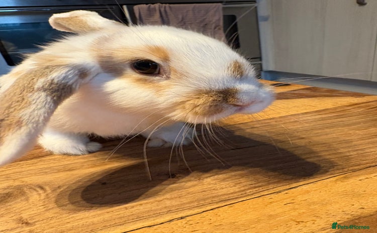 Mini Lop rabbits - Advert 2