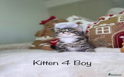 Mixed Breed cats for sale: Beautiful kittens 8 weeks old  - Advert 15