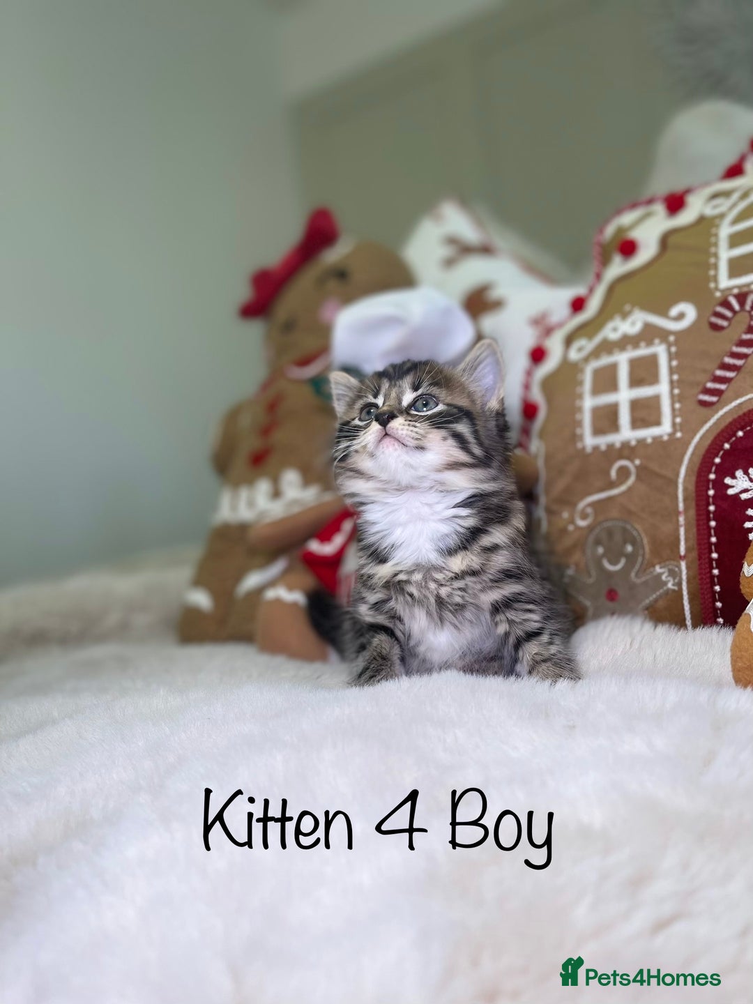 Mixed Breed cats for sale: Beautiful kittens 8 weeks old  - Advert 15